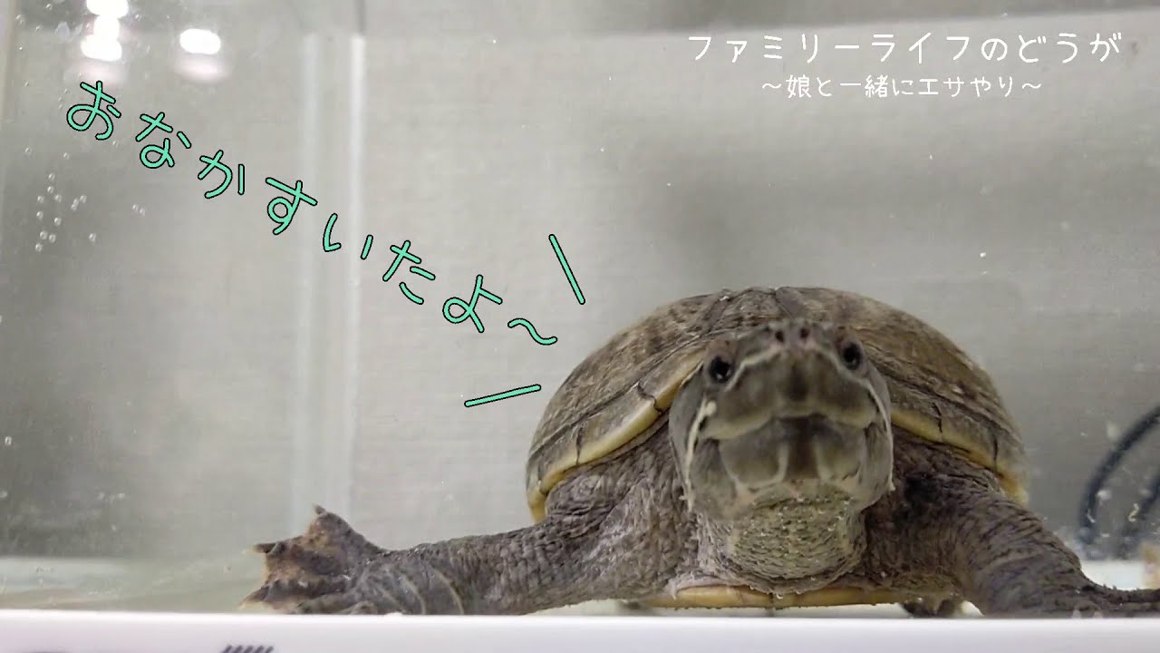 カメさん☆ページ ミシシッピニオイガメ】お腹をすかせた我が家のカメの黒マメちゃん！娘