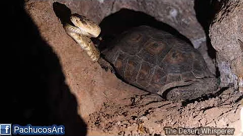 Civilized roommates. Black-tailed rattlesnake and Desert Tortoise