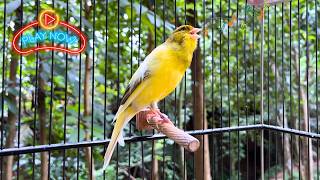 1 Hour Canary Training Song 🎶 Guaranteed to Boost Canary Singing🔥