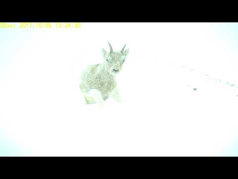 Сибирский горный козёл в горах Бурятии