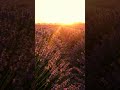 lavender field at golden hour swaying in the breeze #shorts #ambience