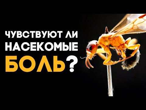 ЧУВСТВУЮТ ЛИ НАСЕКОМЫЕ БОЛЬ? Почему муравьи - биороботы, и для чего нам нужна боль? / Димон и пумба