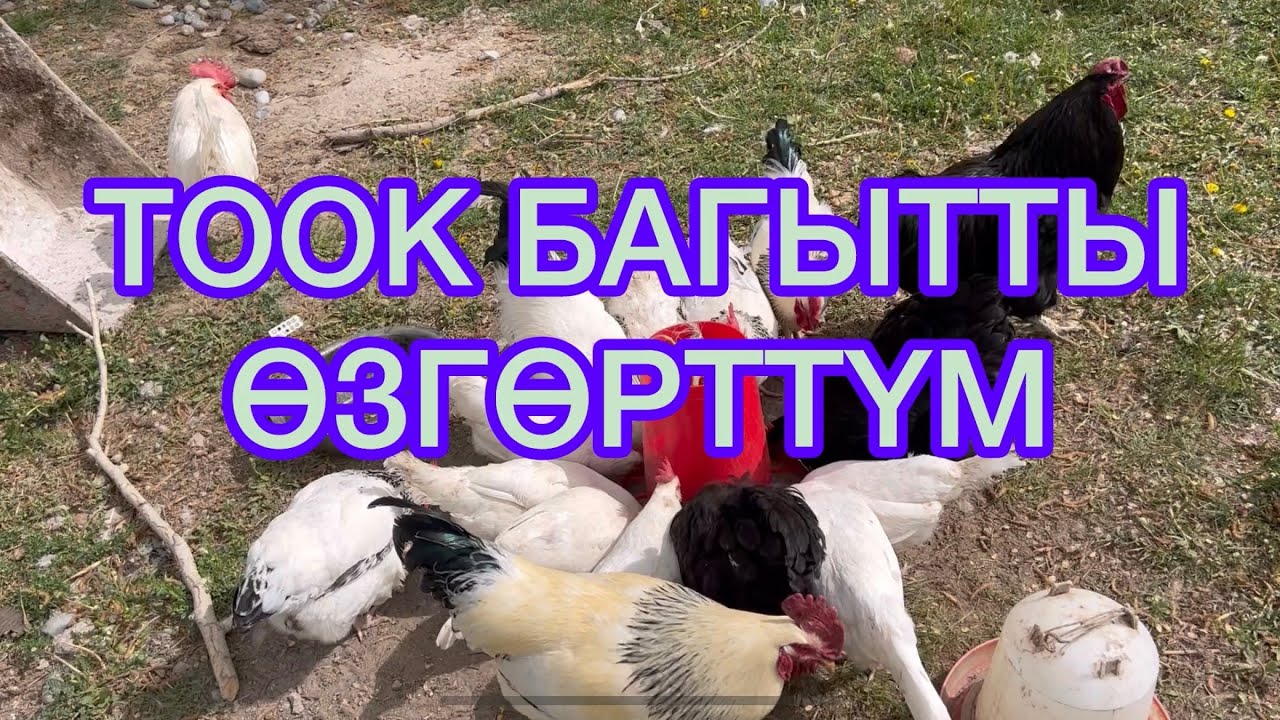 Парода тоокторду бөлүп баккандан чарчадым!