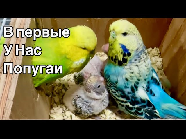 Алиса порно көру