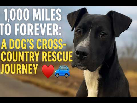 1,000 Miles to Forever: A Dog's Cross-Country Rescue Journey ❤️🚙