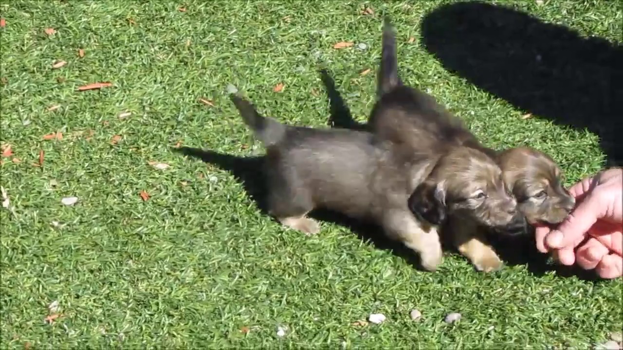 Dachshund Puppies Miniature Long Haired Dachshunds