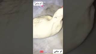 خبز الطاكوس ( خبز الطورتيلا )