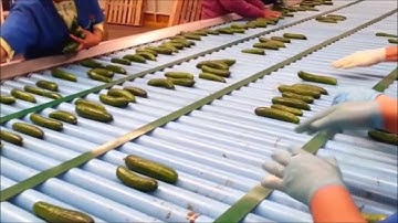 Eshet Eilon Cucumber Sorting Mp4