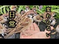 それでいい、それがいい 【すずめ日記】
