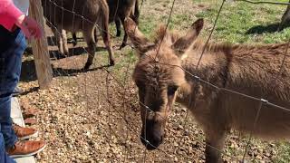 Petting the Adorable Donkeys at McClain Lodge Brandon MS!