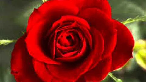 Nothing Like A Rose   Greg Panfile with Talk and R...