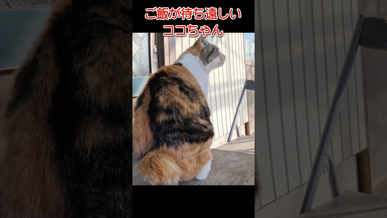 野良猫ココちゃん231118s2 #三毛猫 #shorts - YouTube