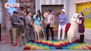 Perros de razas gigantes | #PerrosPremier en el programa Arriba la tarde.