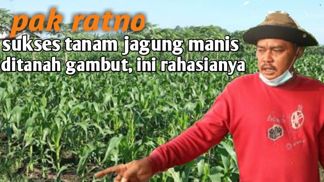 #transmigrasi #caramengolahtanahgambut                                RAHASIA KESUBURAN TANAH GAMBUT