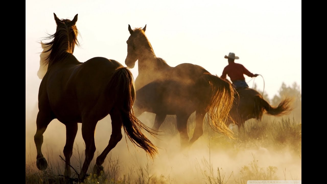 Sose törik be a vadló – Szolnoki Péter
