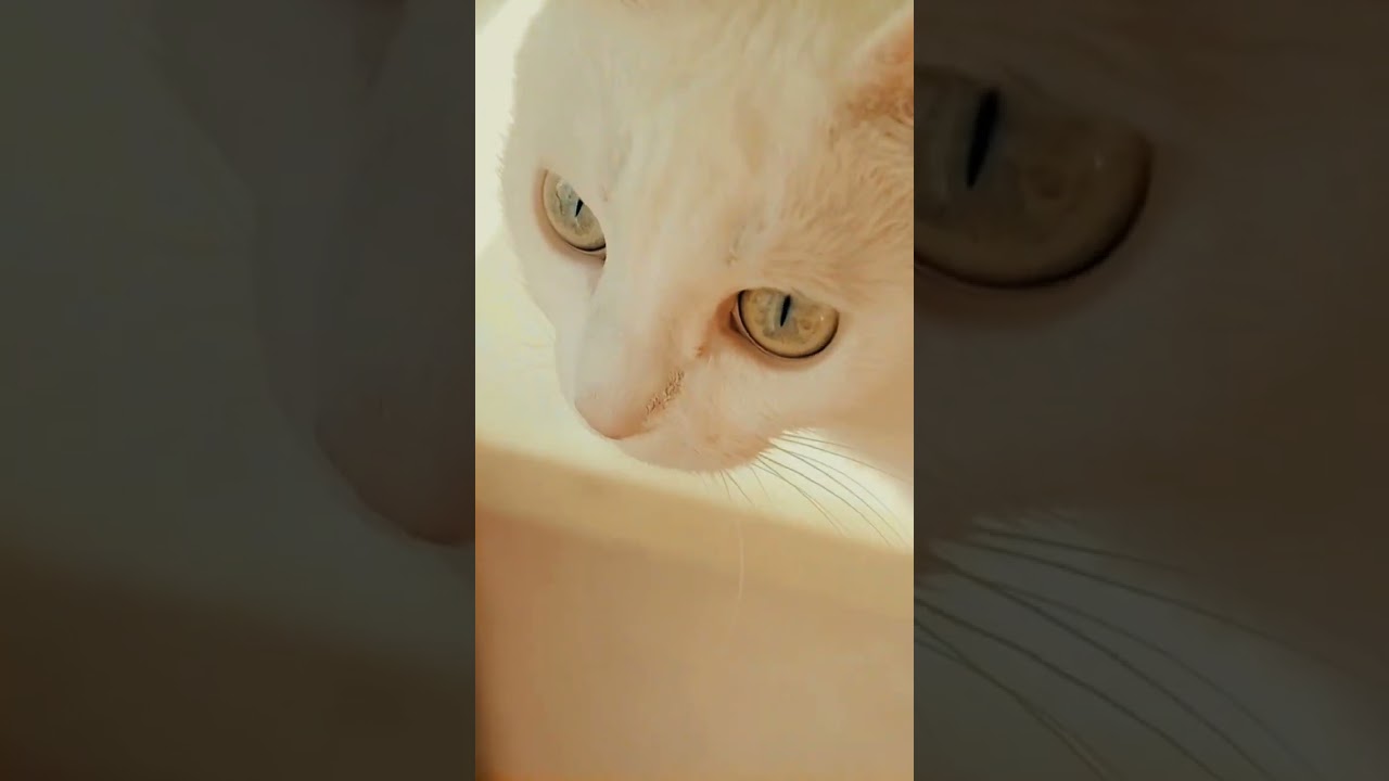 Будни с кошкой и растениями.  