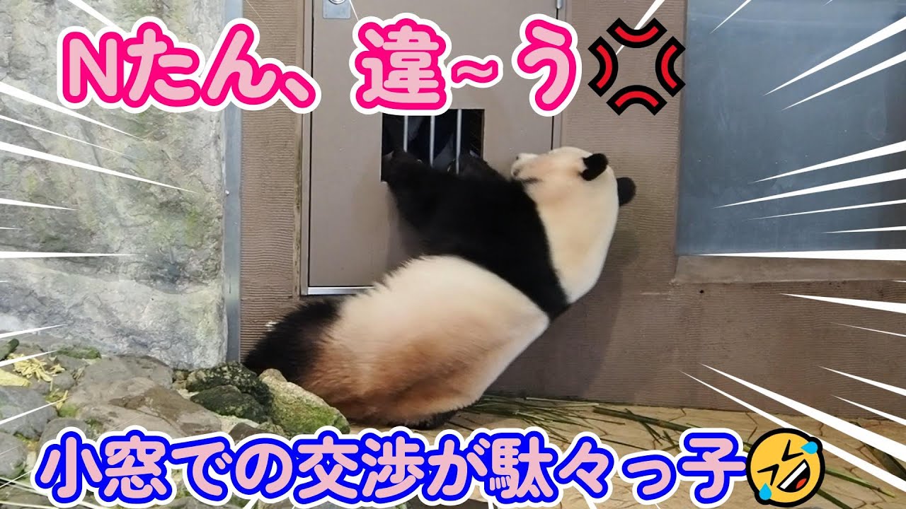 【楓浜、N飼育員さんの小窓のやりとりがまるで駄々っ子】