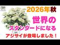 【断言！】2026年秋！世界が待ち望んだ待望のアジサイが登場！紫陽花 アナベル ミディ スタンディア！