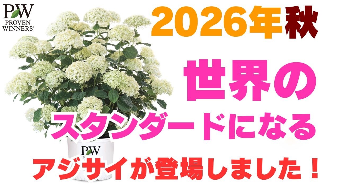 【断言！】2026年秋！世界が待ち望んだ待望のアジサイが登場！紫陽花 アナベル ミディ スタンディア！