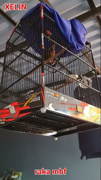 RAKA MBF XELIN CILILIN MASTERAN MURAI BATU (from MBRK)