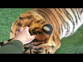 Tiger drinking water, and touching a tiger tooth !