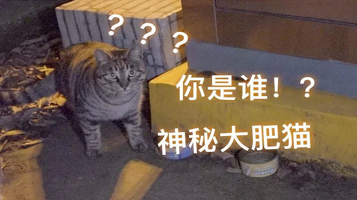 【D梦】为什么小猫们吃饱后集体消失？是因为他们吗？（流浪猫喂食记185下） - DayDayNews