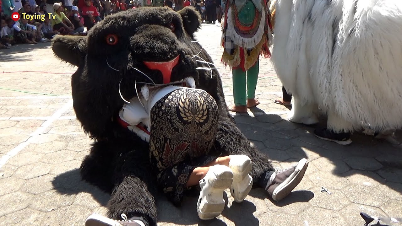 Cantik2 Dicaplok Can Macan New Pandawa Di Semen Menur Mranggen