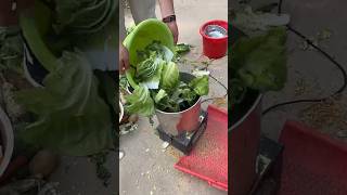 great helper for poultry farming, stainless steel vegetable and grass chopper #chicken #shortvideo