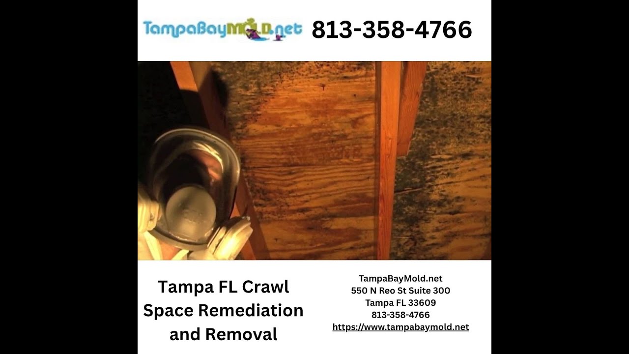 Crawl Space Mold Removal Davis Islands 813-358-4766 Mold Remediation   TampaBayMold.net