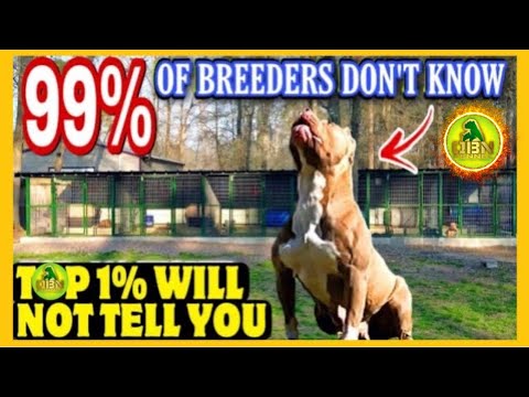 How To Start A Dog Breeding Business Part-1 : American Bully Home Based Business
