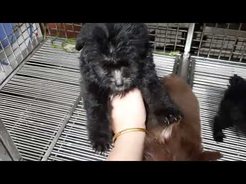 Video tiny poodle - youtube
