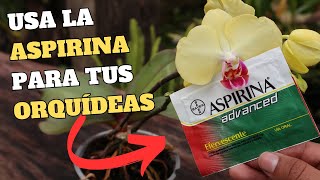 Usa la ASPIRINA para tener Orquídeas SANAS y BONITAS