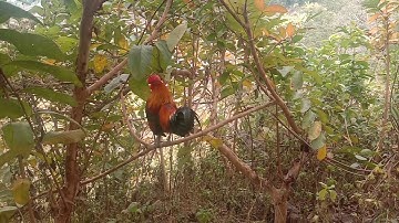 Suab qaib qus qua zoo heev cuab tuaj zoo heev 2020~2021