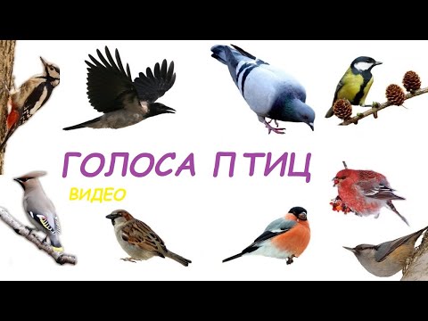 ВИДЕО ЗВУКИ ПТИЦ ГОЛОСА ПТИЦ для самых маленьких - развивающие видео для детей - как говорят ПТИЦЫ