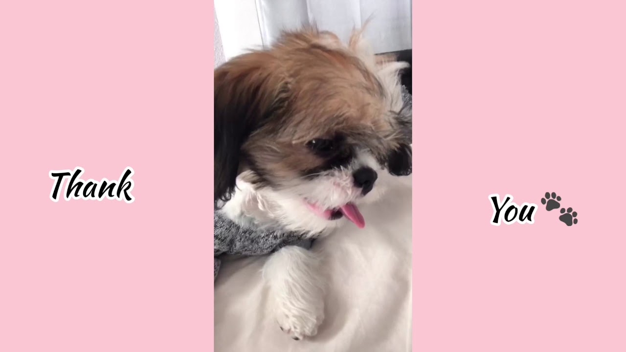 fur daddy is hospitalized YouTube