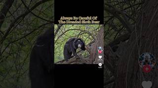 Always Be Careful Of The Dreaded Sloth Bear ☠️ #dangerous