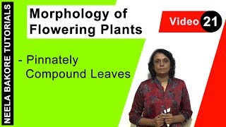 Pinnately Compound Leaves | Morphology of Flowering Plants | NEET & Class XI CBSE | Neela Bakore