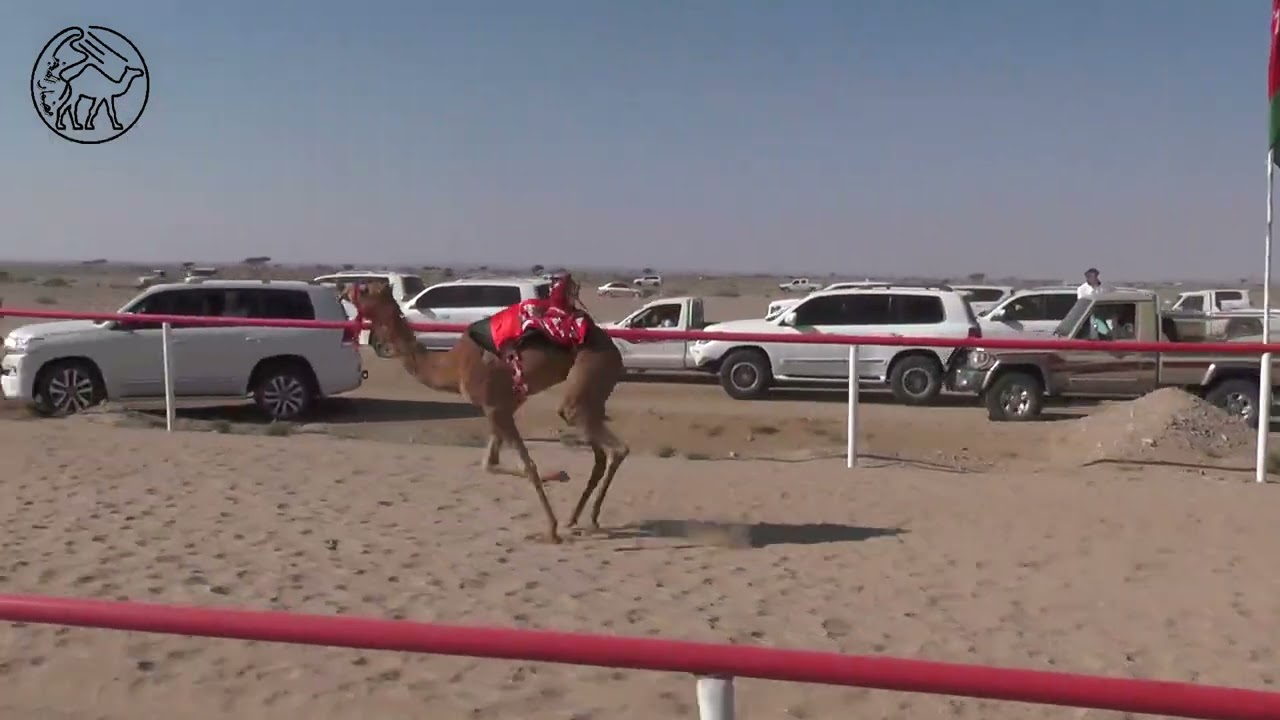 مرسى / محمد بن عبيد الجنيبي ( ميدان حمراء الدروع )