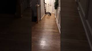 Hercules The Maine Playing Fetch