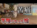 ペットショップで買った息子へのプレゼント（後編）：７２７