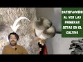 Cultivar setas comestibles en casa es posible | Pleurotus OSTRA GRIS