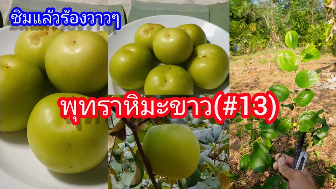 พุทราหิมะขาวหรือพุทราเบอร์13 |