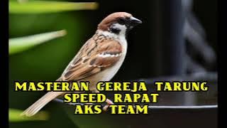 MASTERAN GEREJA TARUNG SPEED RAPAT@jailscreen4581