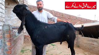 My Big Breeder Goats - Barey Bakray Lahore 2026