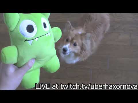 Revolutionary Dog Toy - Revolutionary Dog Toy