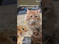 When I talk with my husband #cattalking #catmemes