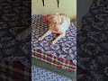 வாயில சேவ் பாக்கெட் வச்சுக்கிட்டு ஆட்டம் காமிக்கிற #alagi #shortvideo #labrador #funny #comedy