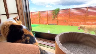 通りすがりの?!レトリバーまるを窓越しに見る三毛猫まりも