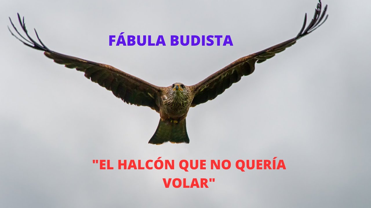FÁBULA BUDISTA "EL HALCÓN QUE NO QUERÍA VOLAR" - YouTube