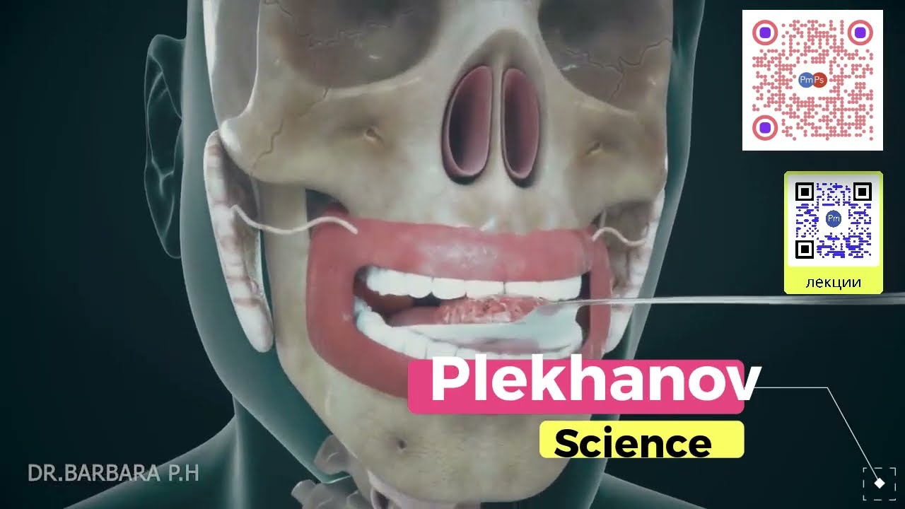 анатомия 3D Как ваше тело превращает пищу в какашки